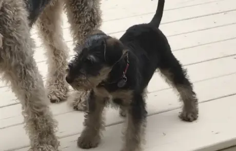 Adult Airedale Terrier greeting a puppy