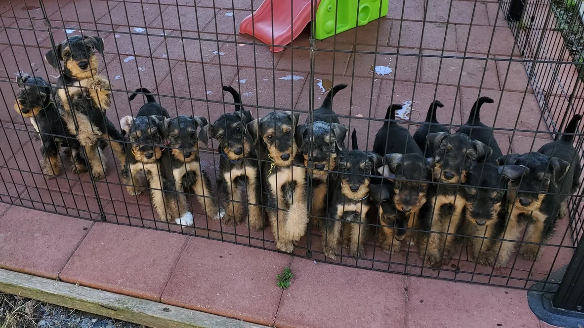 A litter of Airedale Terrier puppies gathered at their playpen
