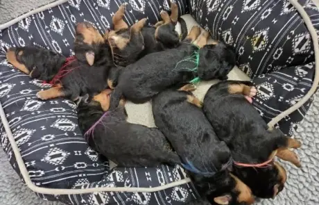 Airedale Terrier puppies sleeping together