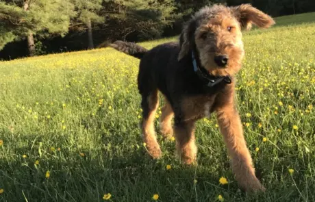 Airedale Terrier puppy running through a Blue Ridge field