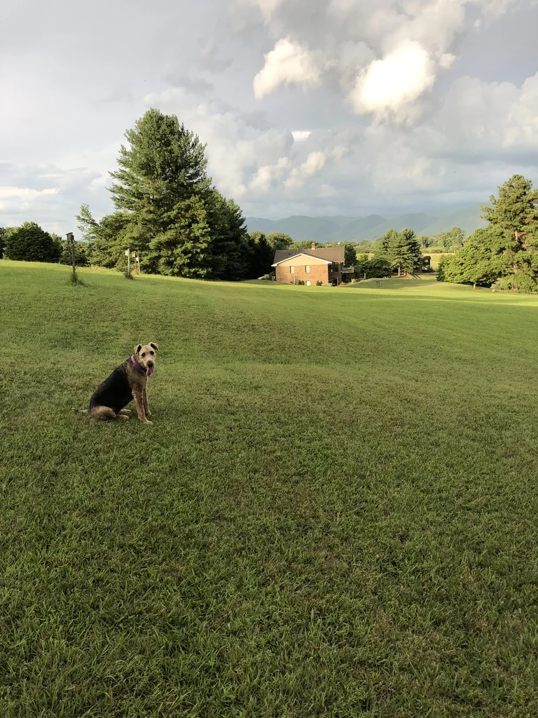 Airedale Terrier overlooking a Blue Ridge Virginia field