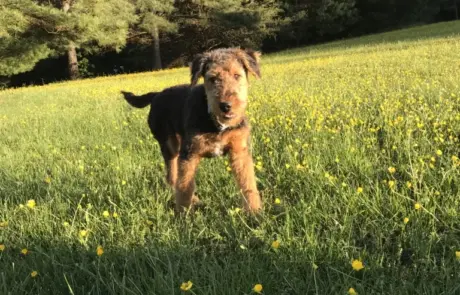 Airedale Terrier running through a sunny meadow