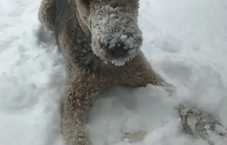 Airedale Terrier enjoying fresh snow