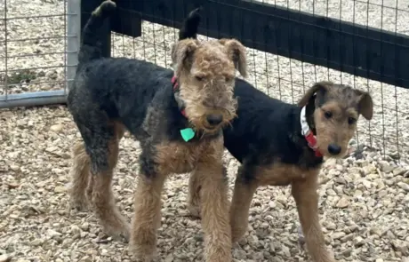 Airedale Terriers together in their yard